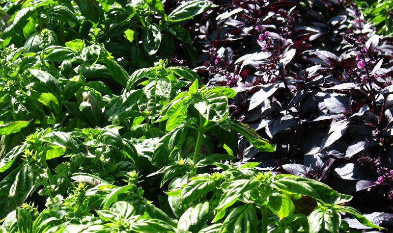 basil plants